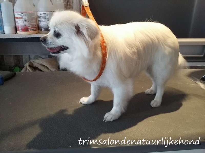 Voorbeeld hond