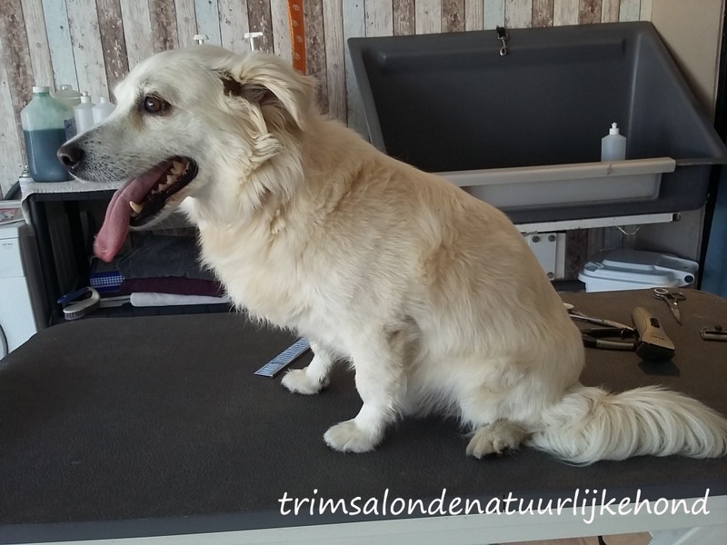 Hond 2