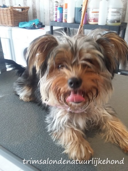 Hond 3