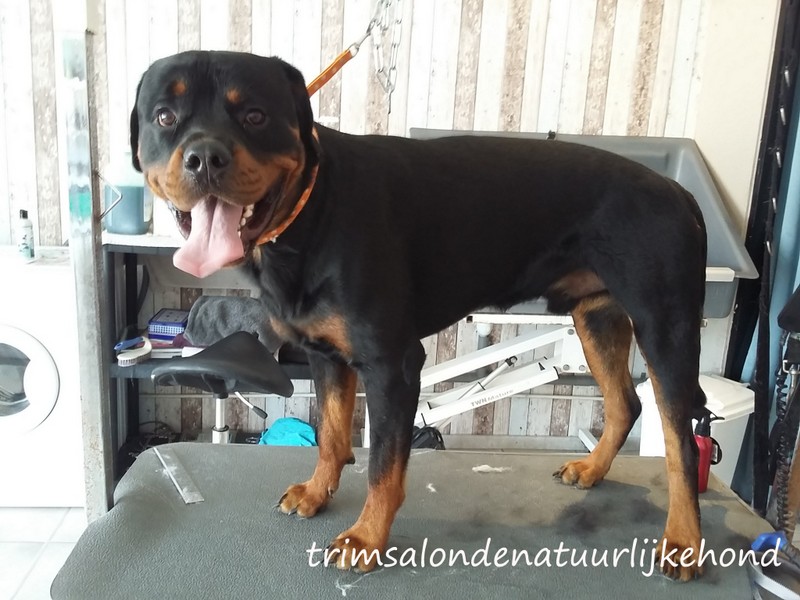 Hond 4